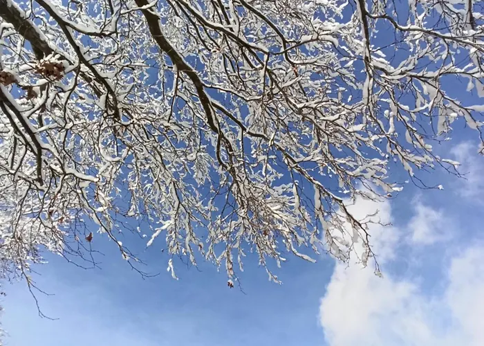 Apartment Appartementhaus Fink *